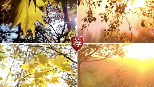 秋天阳光大自然植物风景视频素材模板下载