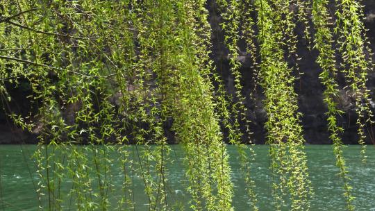 湖边阳光下的柳树枝