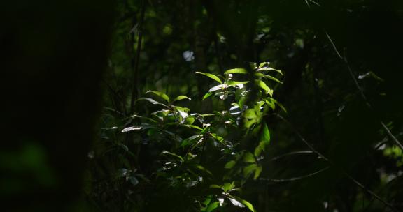 森林中，阳光打亮的绿色树叶