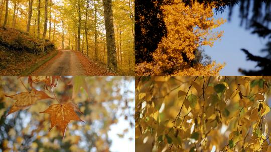 【合集】秋天黄色的落叶