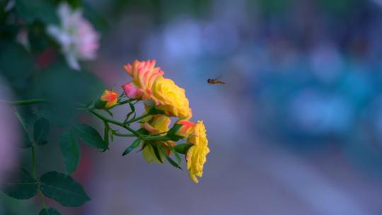 迎来蜜蜂的蔷薇月季视频素材模板下载