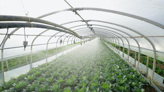 蔬菜大棚种植合集