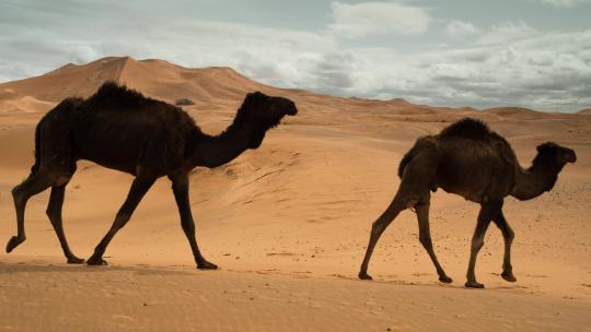 沙漠行走的骆驼视频素材模板下载