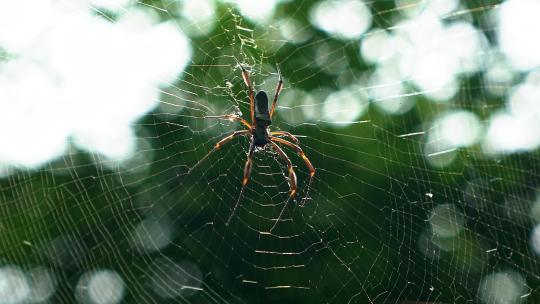 一只蜘蛛躺在蜘蛛网上