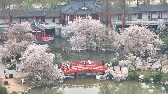 航拍武汉春天东湖樱花园赏樱的人群