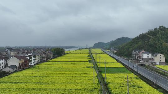 富阳美丽乡村油菜花花田