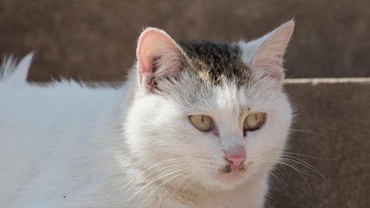 可爱猫咪4K实拍镜头