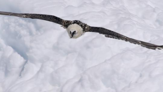 雪山老鹰飞行滑翔俯冲捕猎