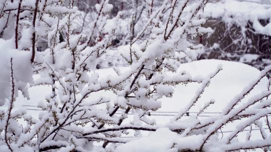 寒冬大雪腊梅傲立开放