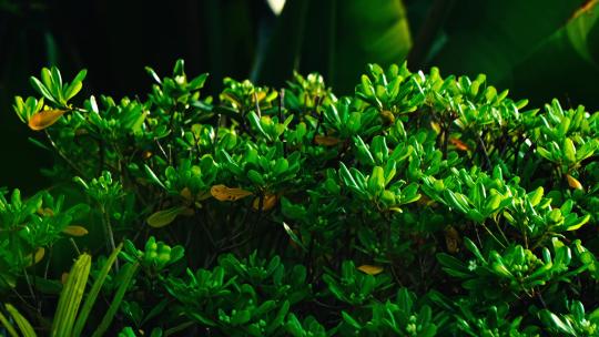 绿化带植物空镜