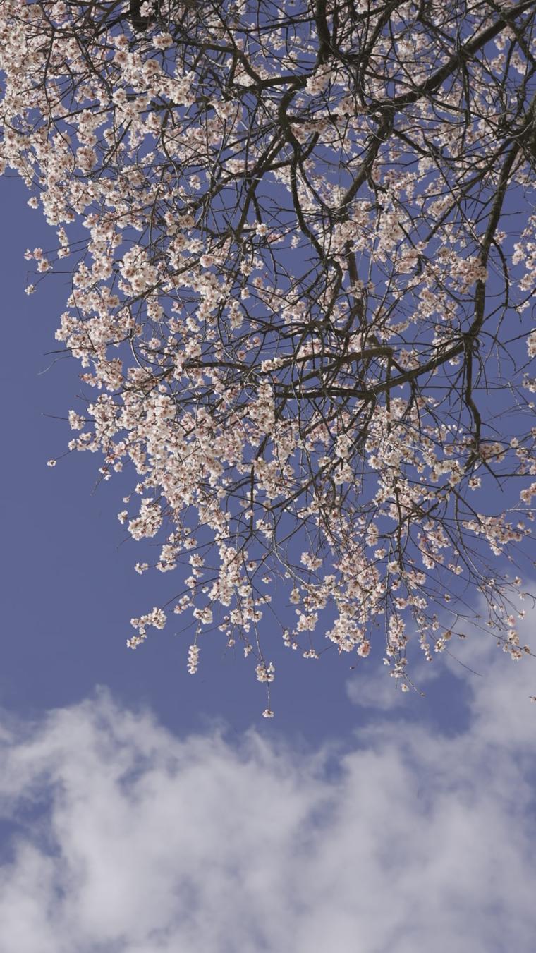 西藏林芝桃花村桃花树1080P