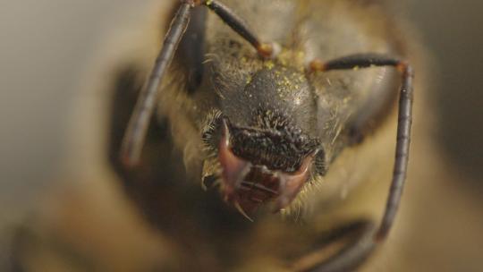 蜜蜂采蜜身体部位特写