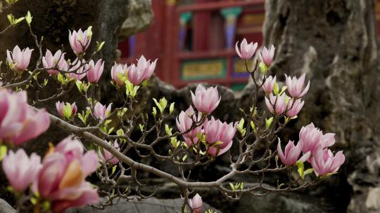 北京故宫御花园紫玉兰玉兰花