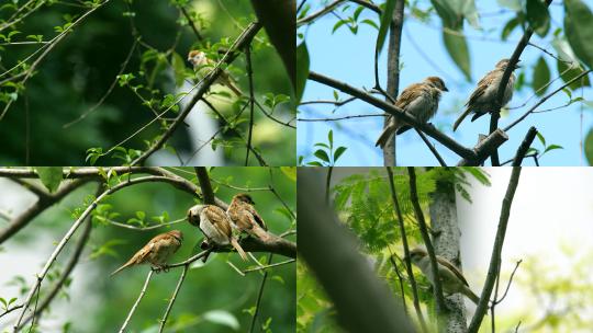 【合集】栖息在树枝上的麻雀相互观望着