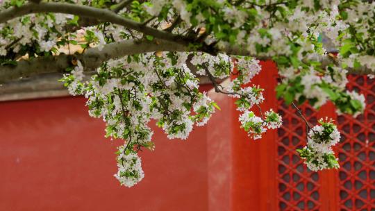 北京故宫文华殿海棠花花海