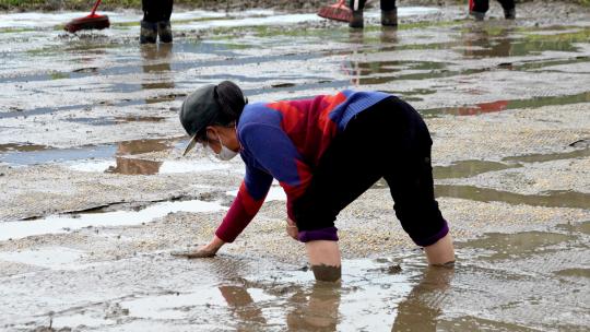 农民撒播水稻种子春天立春雨水芒种小满稻谷