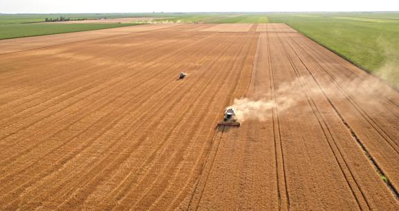 农田收割小麦的工业收割机