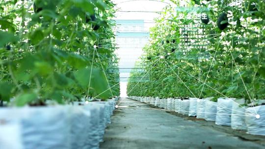 智慧大棚现代农业合集