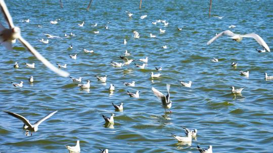冬天深圳湾公园蓝色海洋上飞翔的海鸥
