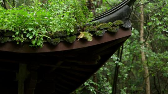 杭州虎跑古建筑亭子飞檐上绿色青苔和小草