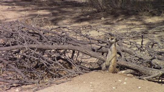 非洲猫鼬站在沙丘上