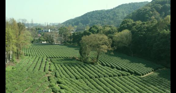 茶园 茶叶地  航拍茶园 绿茶 采茶