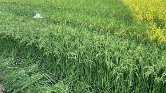 农民在杂交水稻制种稻田割除雄株水稻