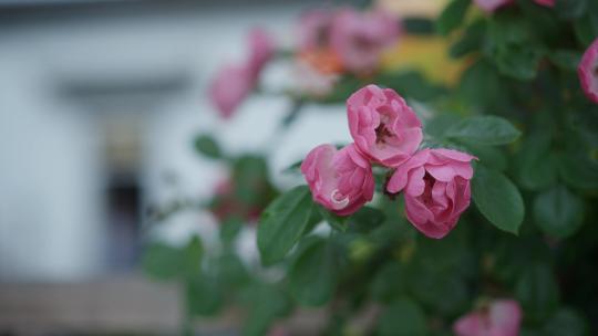 粉色月季蔷薇花视频素材模板下载