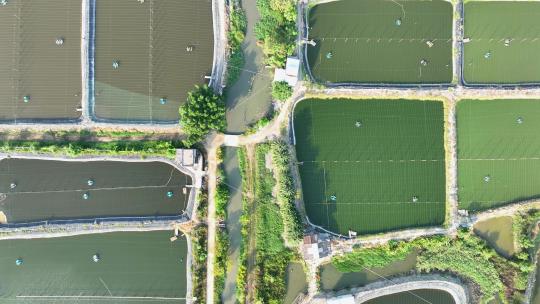 航拍福建漳州龙海水产养殖虾池农田风光