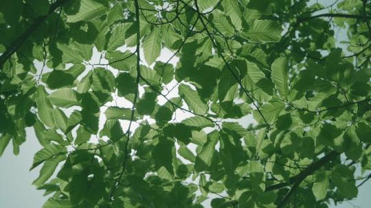 阳光透过树叶枫叶清新阳光夏日