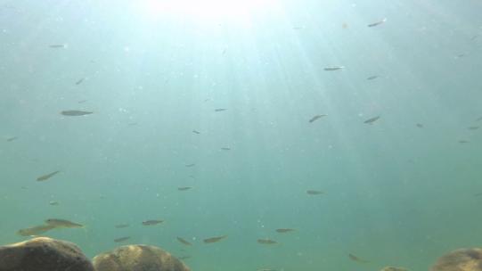 实拍阳光照射下水中的鱼群，分辨率2.7K