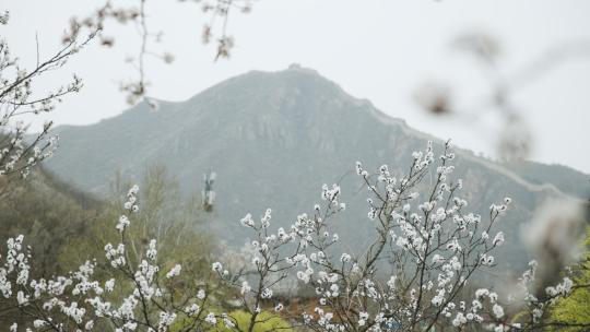 北京黄花城水长城春季风光