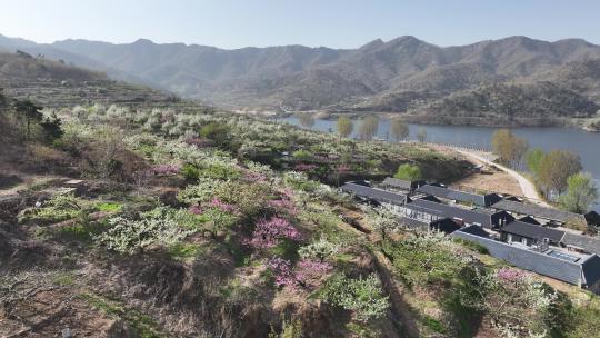 航拍春季的威海里口山姜家疃村梯田果园