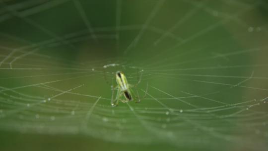 自然界美丽的蜘蛛网