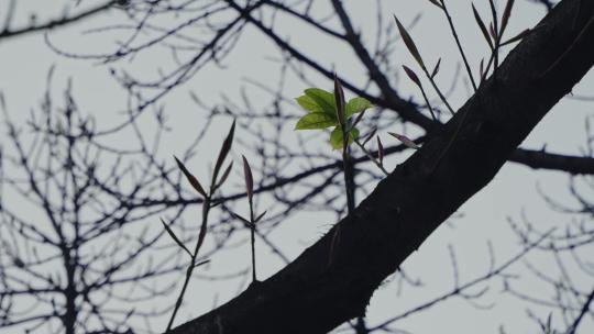 树枝发芽新生命