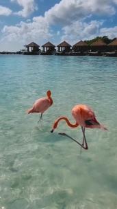 粉红色火烈鸟在加勒比海中的特写