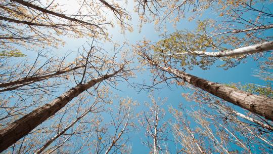 春季北方林杨的树木