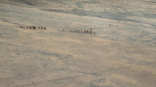 西藏旅游风光317国道戈壁成群奔腾野驴航拍