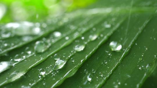 雨点落在绿色植物上