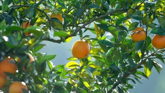 脐橙赣南脐橙脐橙特写