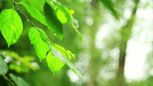 叶子野花雨滴露珠绿色空镜