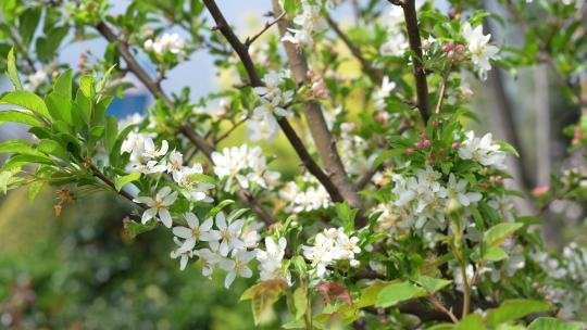 春天春季立春鲜花盛开开花