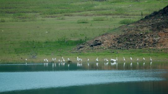 白鹭飞翔湿地生态环境群鸟飞翔白鹭群鸟