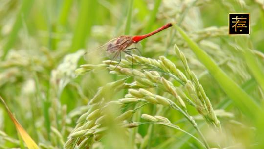 绿色稻田上的蜻蜓 有机农场稻田麦田大自然视频素材模板下载