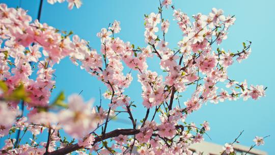 春天阳光明媚桃花盛开