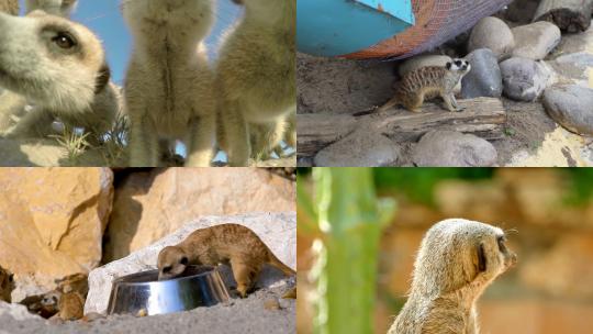 [合集]猫鼬在地上张望动物园里的动物