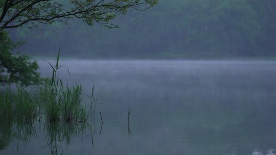 杭州茅家埠清晨长着水草的湖面上有雾气飘动
