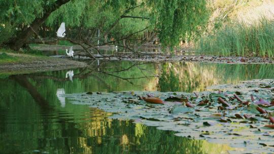 云南昆明湿地一群活泼的白鹭和野鸭 4k50p
