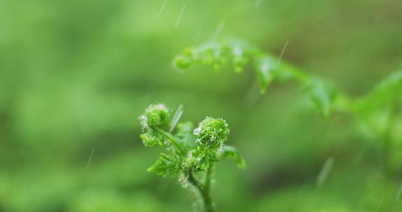 雨中绿植生机勃勃清明时节