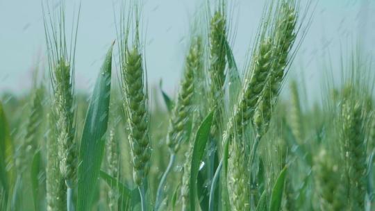 小麦麦田麦穗青小麦灌浆期唯美麦穗